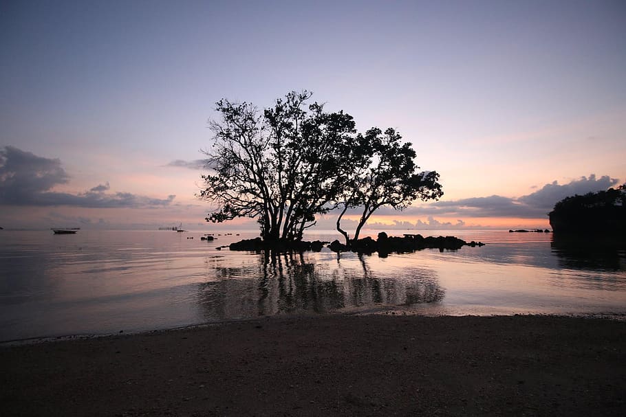 sunset, water, nature, dawn, tree, sky, plant, scenics - nature HD wallpaper
