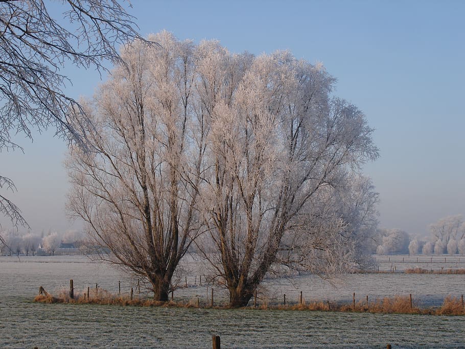 winter, pollard willow, snow, tree, nature, cold - Temperature HD wallpaper