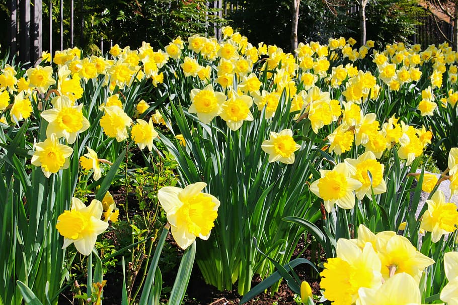 daffodils, spring, easter, garden, flower, spring flower, yellow HD wallpaper