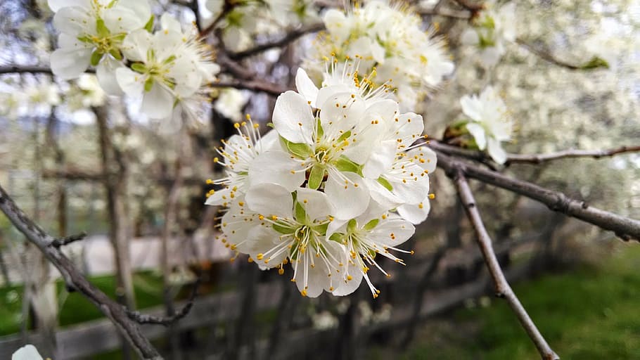 flower, white, blossom, tree, branch, bright, close-up, fresh HD wallpaper