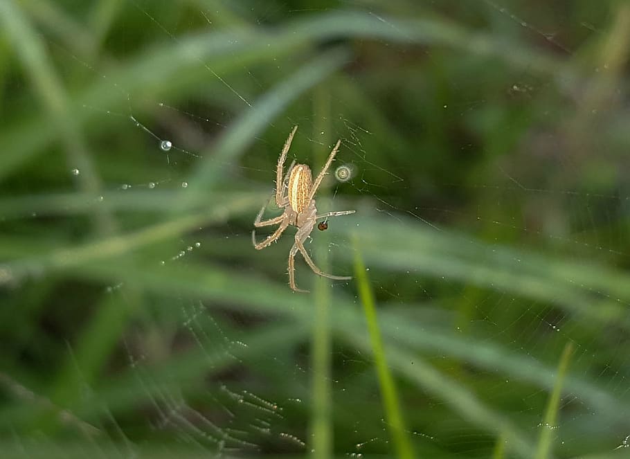 spider, field orbweaver, web, spiderweb, sticky, arachnid, dew drops HD wallpaper