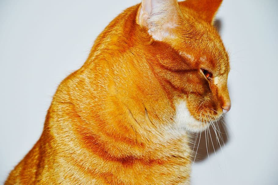 red cat, kitten, one animal, domestic animals, pets, animal themes HD wallpaper
