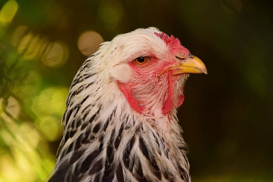 hahn, view, head, close, attention, bird, poultry, running HD wallpaper