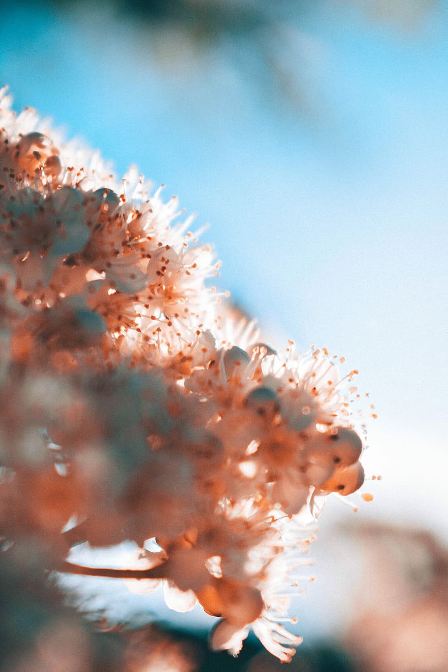 selective focus photography of white petaled flowers, close-up photography of peach petaled flowers HD wallpaper
