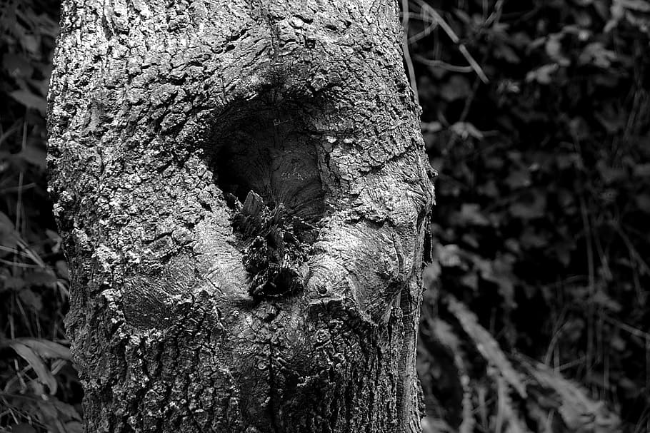 tree, wood, nature, tree trunk, bark, old, old tree, undergrowth HD wallpaper