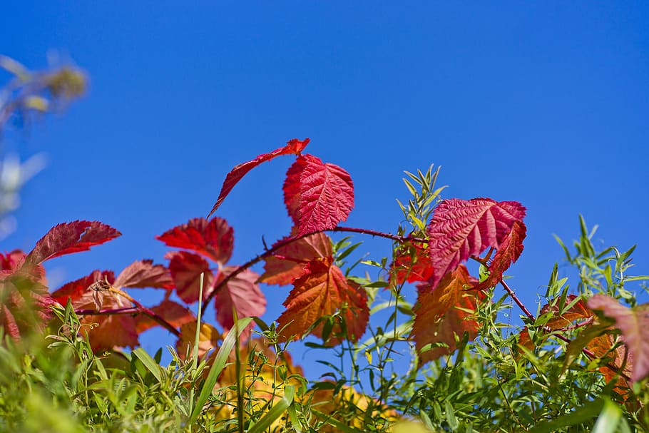 blue, raspberry, nature, background, natural, leaves, season HD wallpaper