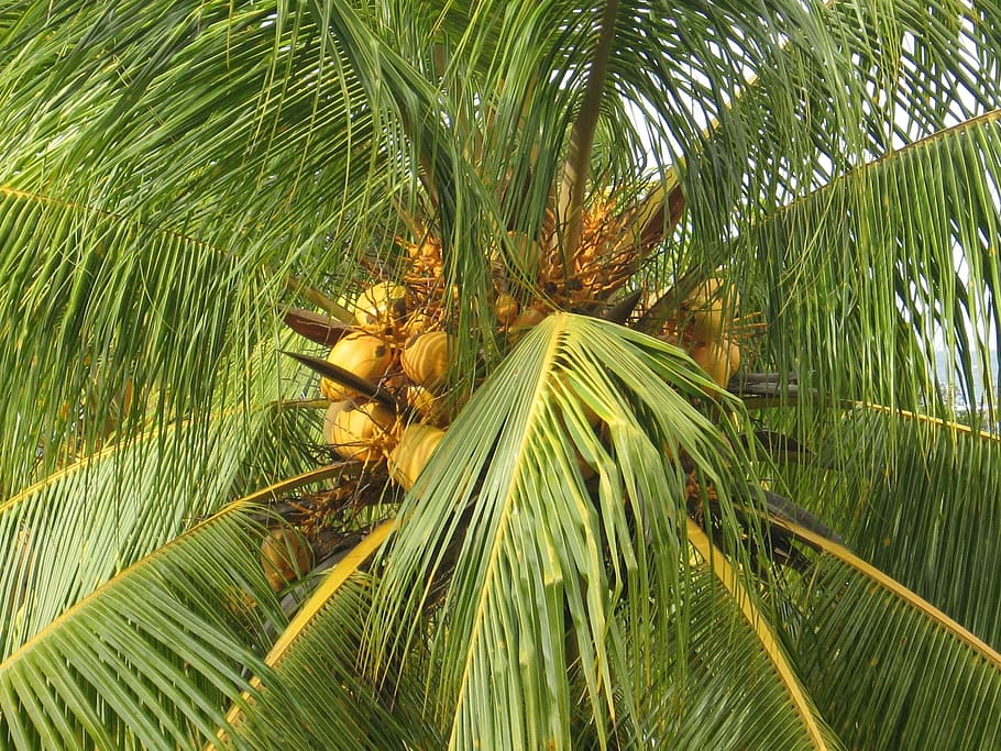 Coconut Tree, Coconuts, Tropical, Palm, island, landscape, plant HD wallpaper
