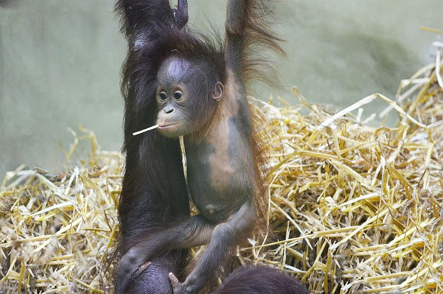 closeup photo of black monkey, orang utan, monkey baby, orangutan baby, HD wallpaper