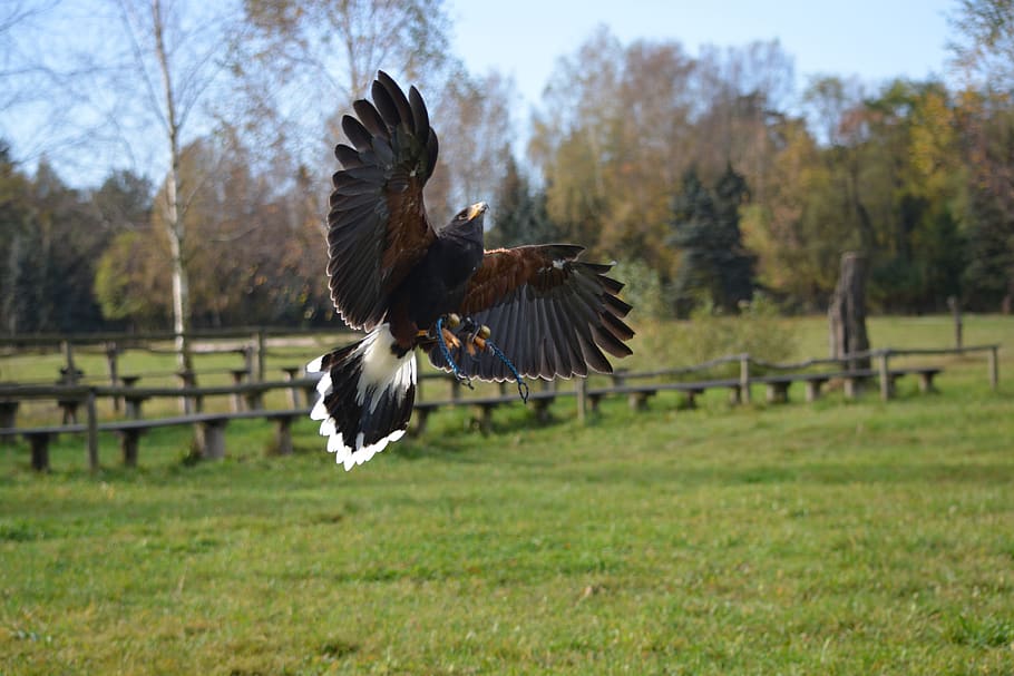 nature, grass, tree, fence, animal themes, bird, vertebrate HD wallpaper