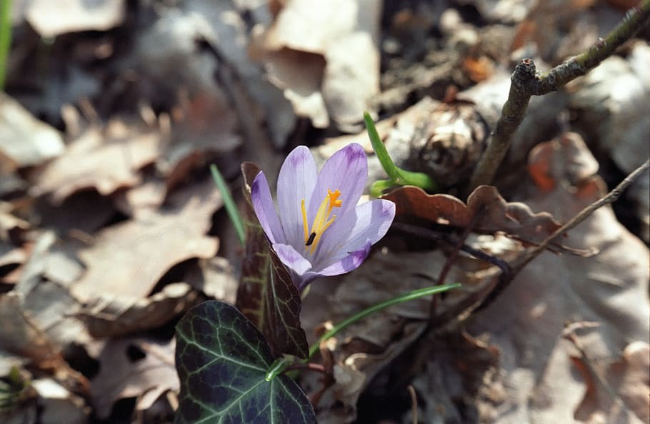 nature, flower, spring, flowering plant, growth, fragility HD wallpaper