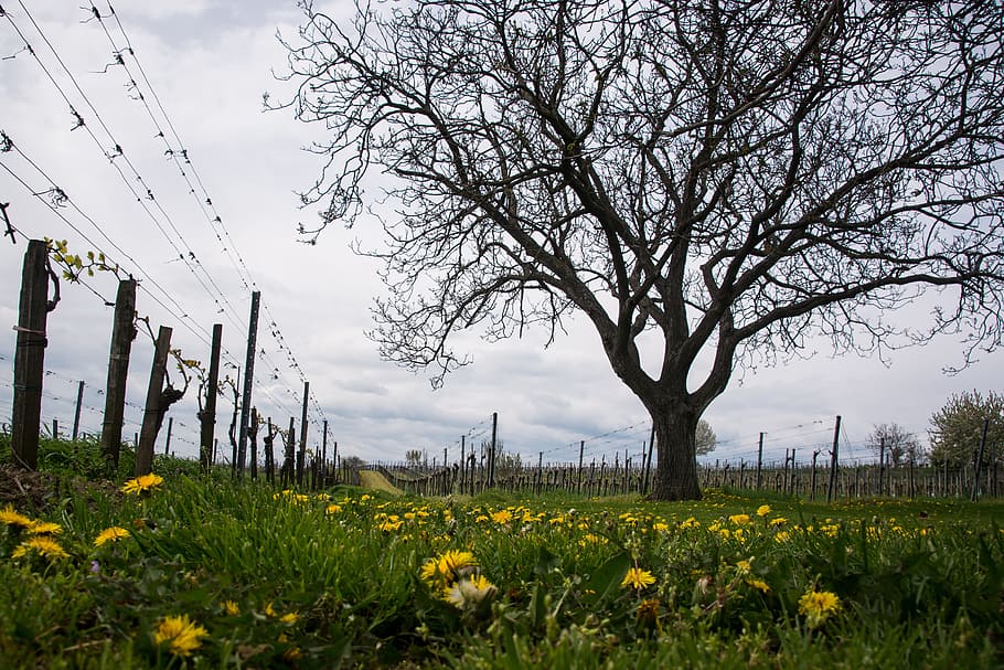 Spring, Vineyard, Garden, Winegrowing, growth, agriculture HD wallpaper