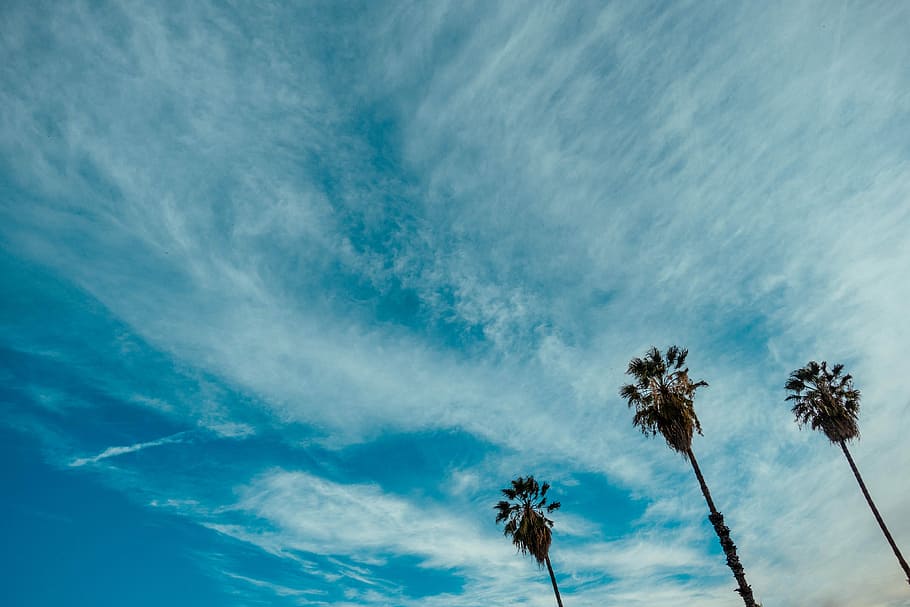 low angle photo of three brown trees under blue and white cloudy sky, low-angle photography of three palm trees under clear blue sky during daytime HD wallpaper