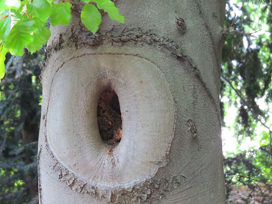 knothole, tree, natural tree trunk, plant, focus on foreground HD wallpaper