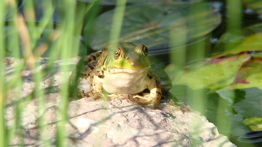 bullfrog, amphibian, toad, wildlife, pond, nature, animal, american HD wallpaper