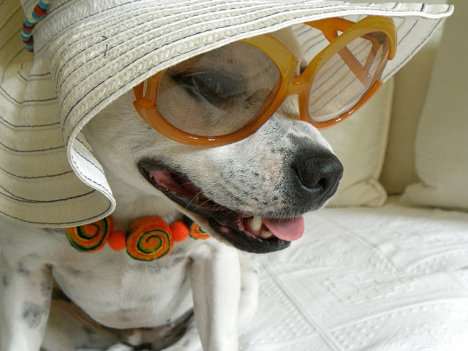 white dog wearing eyeglasses and white hat, animal, terrier, portrait
