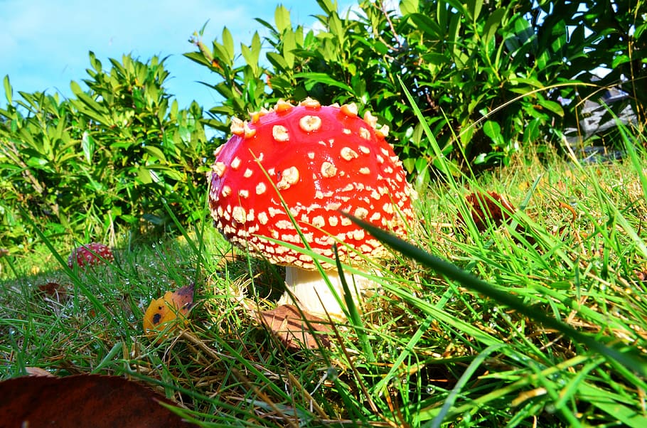 fly agaric, garden, sun, mushroom, growth, plant, fungus, red HD wallpaper