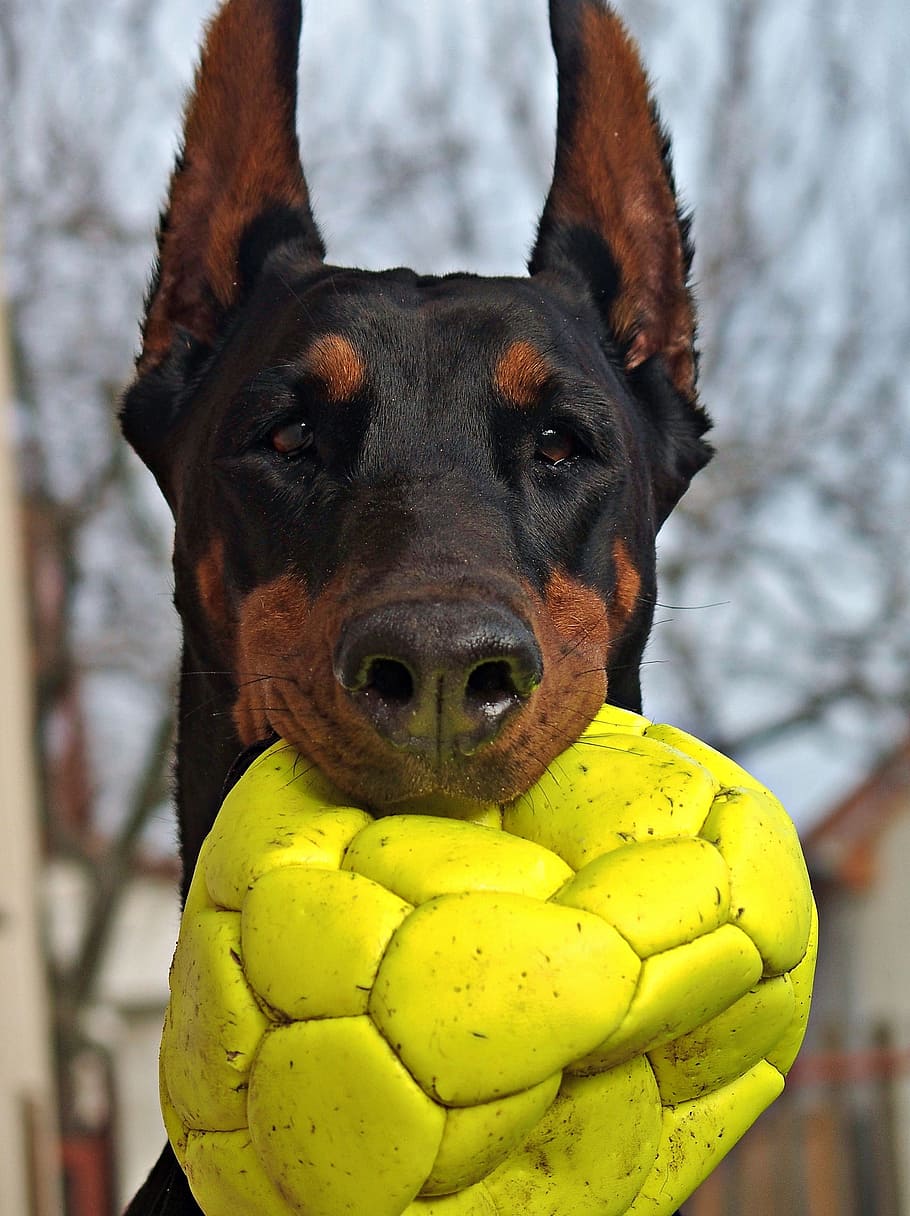 doberman, dog, portrait, head, ball, nice, mammal, pets, domestic HD wallpaper