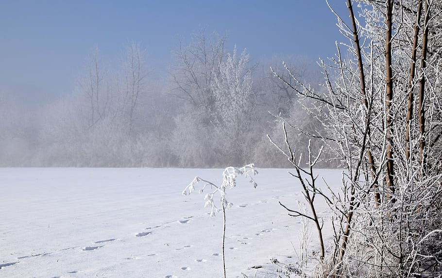 wintry, trees, winter mood, snow, cold, nature, frost, cold - Temperature HD wallpaper