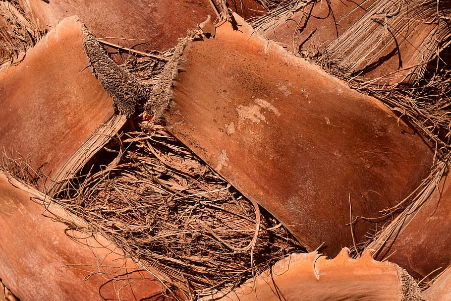 palm, palm trunk, log, close, background, dry, brown, fibers HD wallpaper