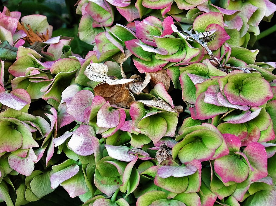 Hydrangea, Blossom, Bloom, hydrangea flower, garden, greenhouse hydrangea HD wallpaper