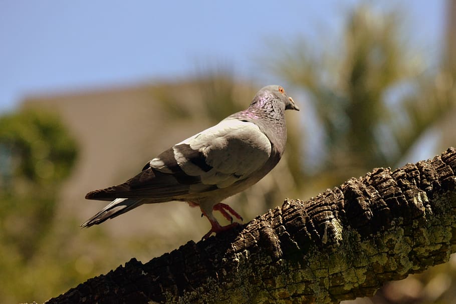 dove, breed, wings, bird, vertebrate, animal wildlife, animals in the wild HD wallpaper