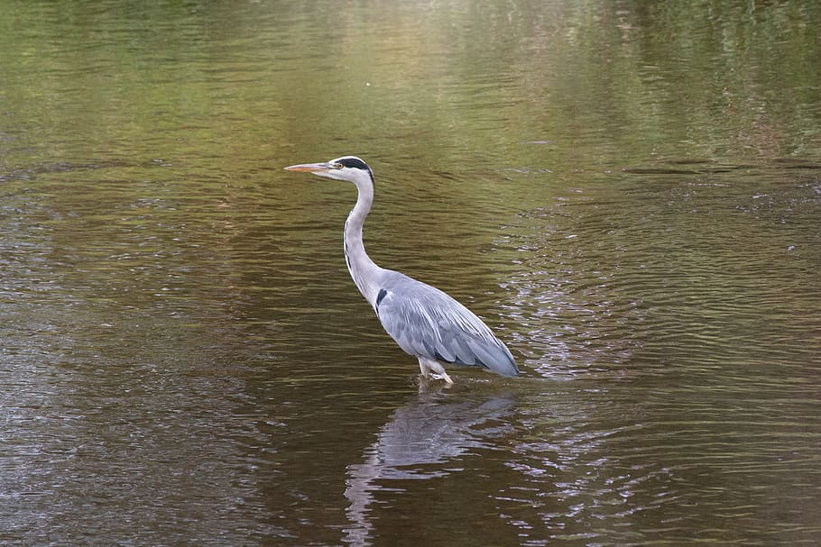 Heron water. Цапля на озере Киово. Цапля пьющая воду. Надувной цапля Водный. Водичка в клювике.