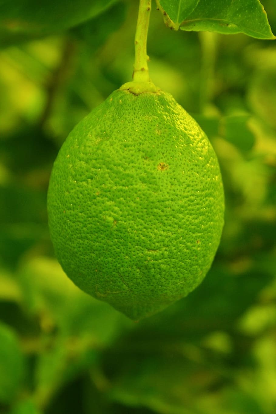 fruit, lemon, tinted, green, fresh, healthy, organic, diet HD wallpaper