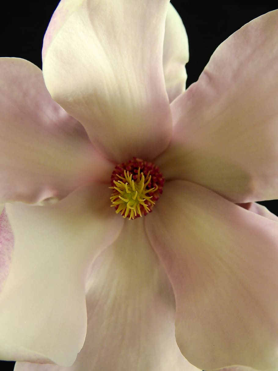 flower, blossom, bloom, spring, nature, plant, tree, magnolia HD wallpaper