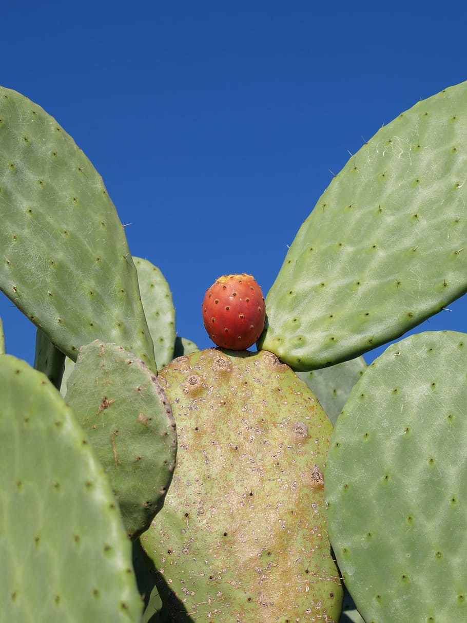 cactus, green, red, botanical, botany, florist, plants, summer HD wallpaper