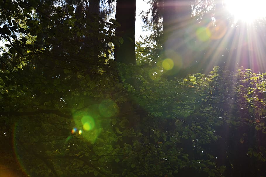 Forest, Back Light, morgenstimmung, light beam, sunlight, sunbeam HD wallpaper