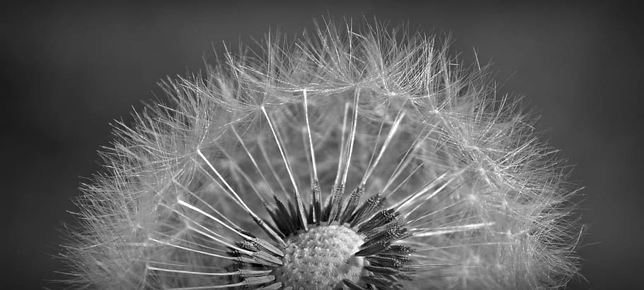 Dandelion, Close, Macro, Black White, blossom, bloom, number of lion HD wallpaper