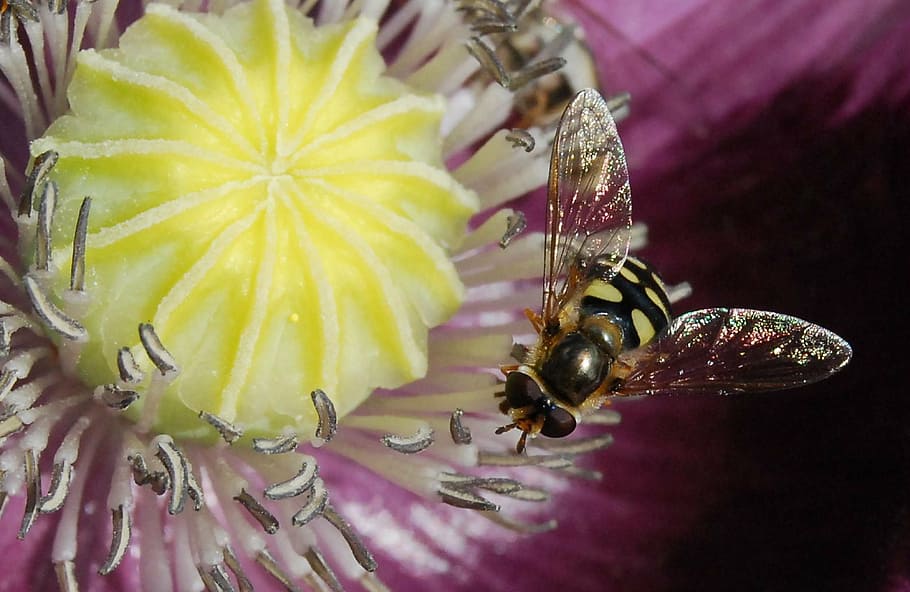 hoverfly perched on white and yellow petaled flower closeup photography HD wallpaper
