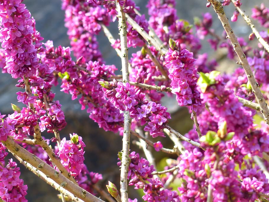 Daphne, Smell, Bloom, Violet, Purple, branch, plant, blossom HD wallpaper