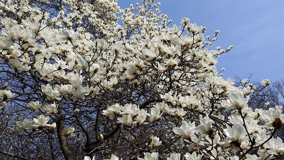 Magnolia, Spring Flowers, branches, white magnolia, landscape HD wallpaper