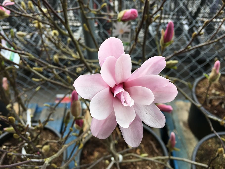 Magnolia, Bloom, Flower, Tree, Pink, nature, pink Color, plant HD wallpaper