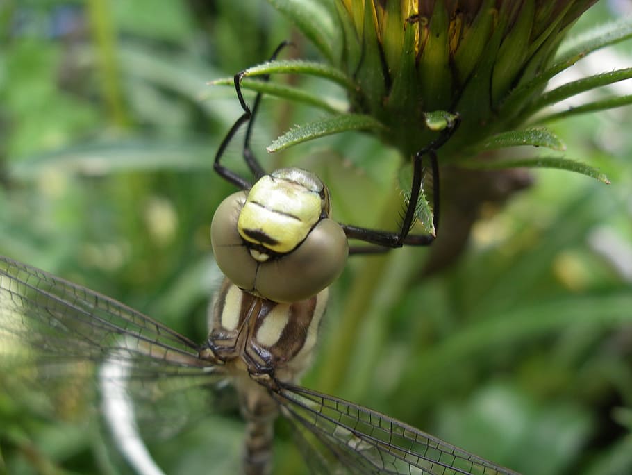 Dragonfly, Pond, Nature, insect, animal, close-up, macro, green Color HD wallpaper
