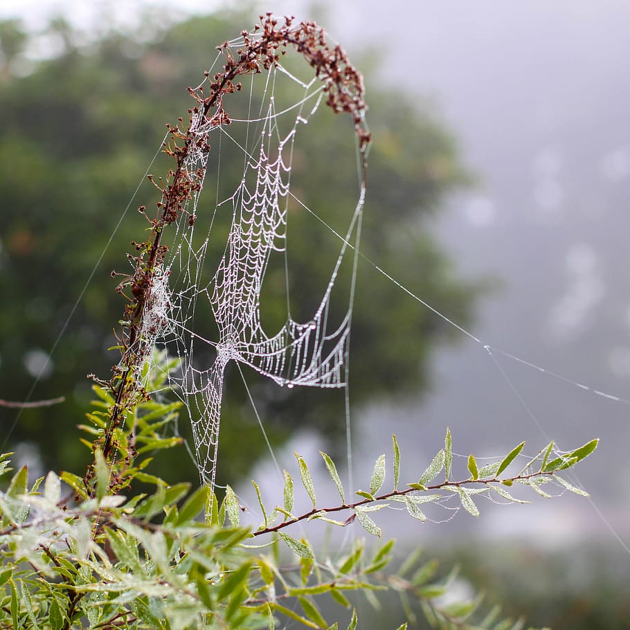 spider, network, cobweb, dew, autumn, fog, nature, spider Web HD wallpaper