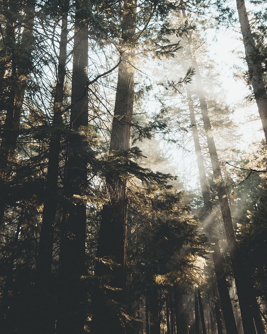 nature, forest, trees, fog, branches, conifers, environment, evergreen HD wallpaper