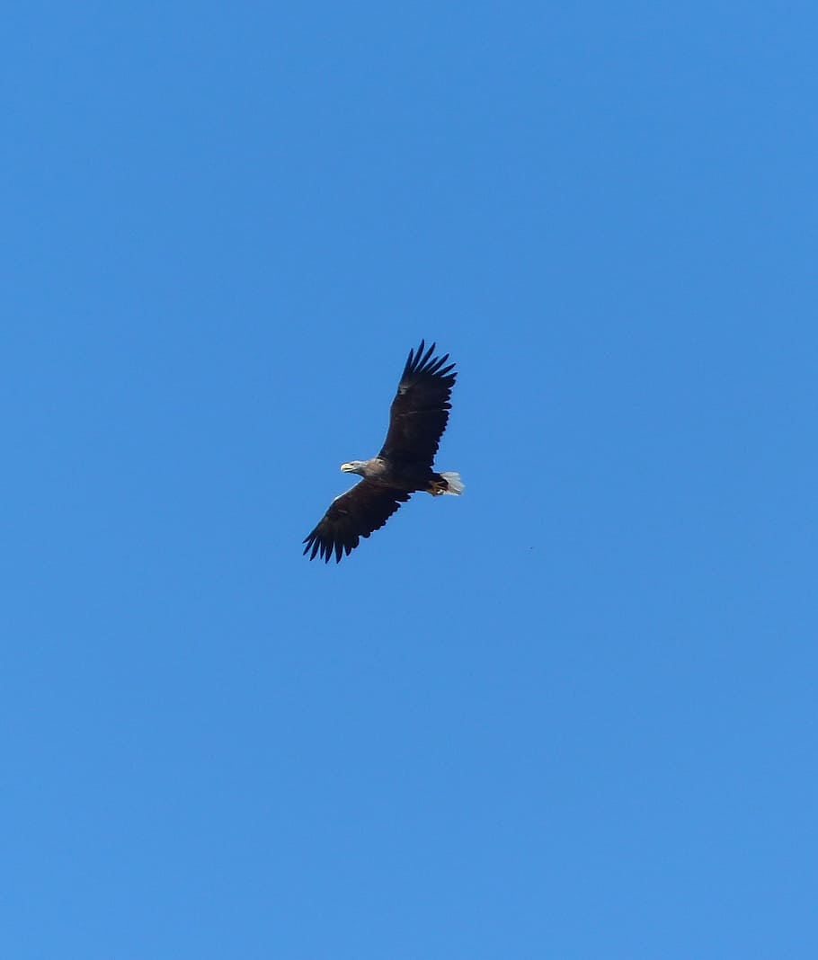 white tailed eagle, on, usedom, animals in the wild, animal wildlife HD wallpaper