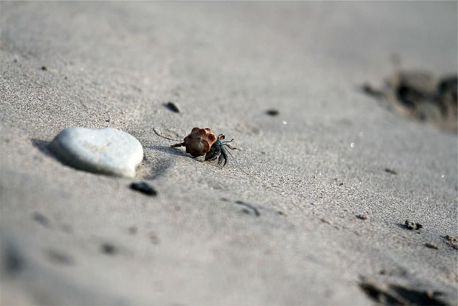 crab, shell, sand, animal themes, animal wildlife, selective focus HD wallpaper