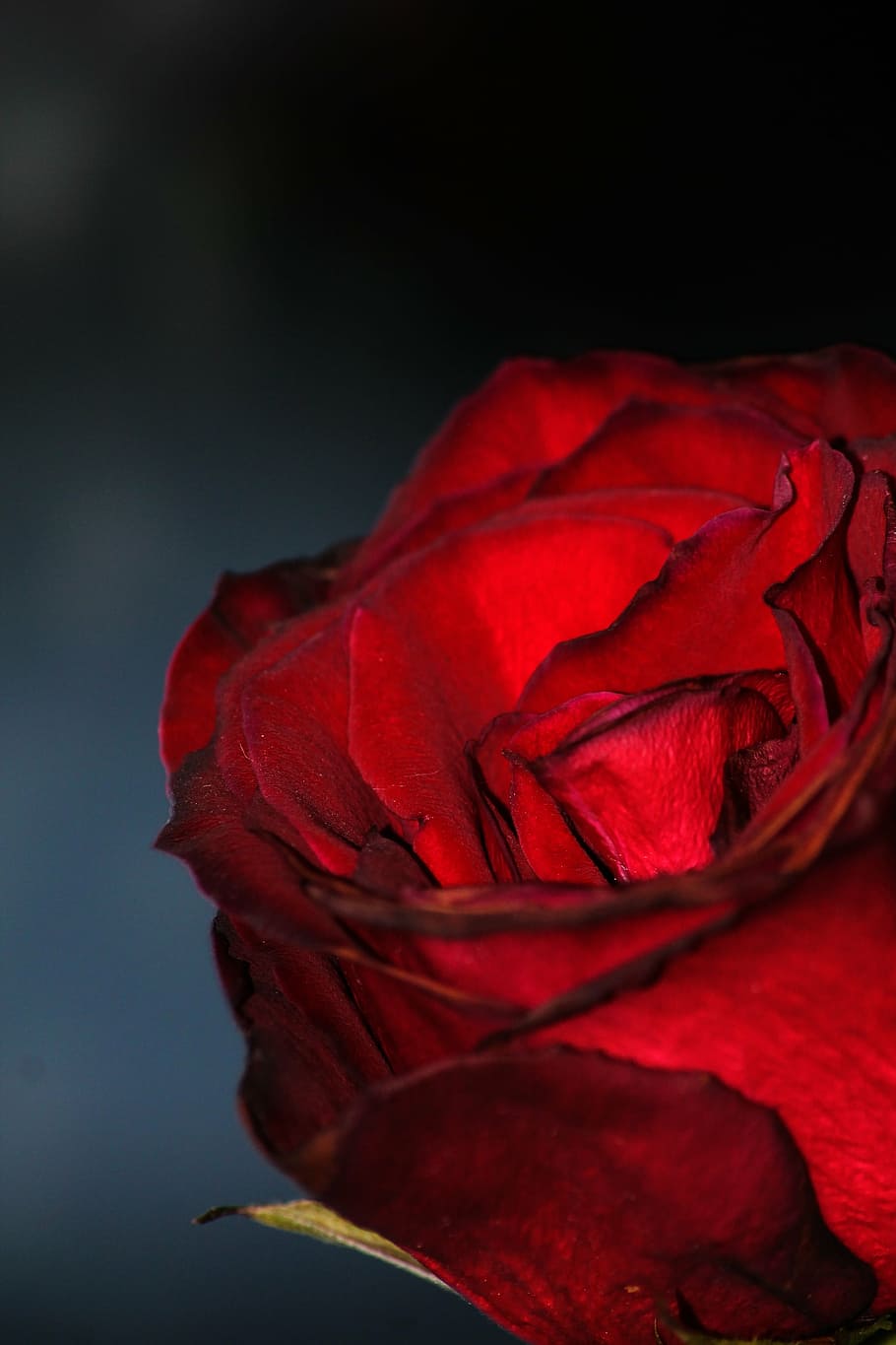 Blood roses 1080P, 2K, 4K, 5K HD wallpapers free download | Wallpaper Flare