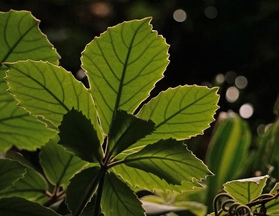 leaf, back light, plant, close, nature, green, plant part, growth HD wallpaper