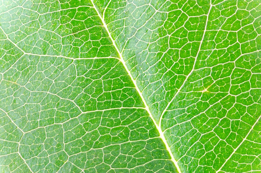 closeup photography of leaf, macro, isolated, green, nature, white, HD wallpaper