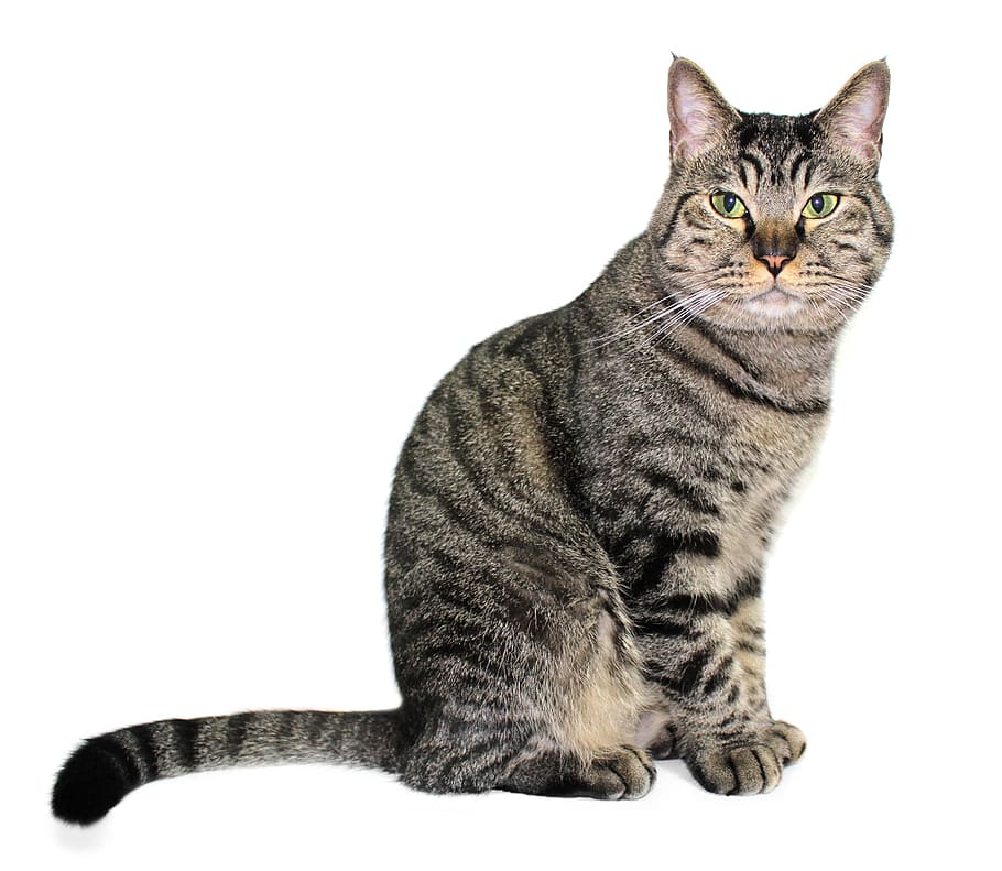 brown tabby cat, aemyo, pet, cats, domestic Cat, pets, animal HD wallpaper