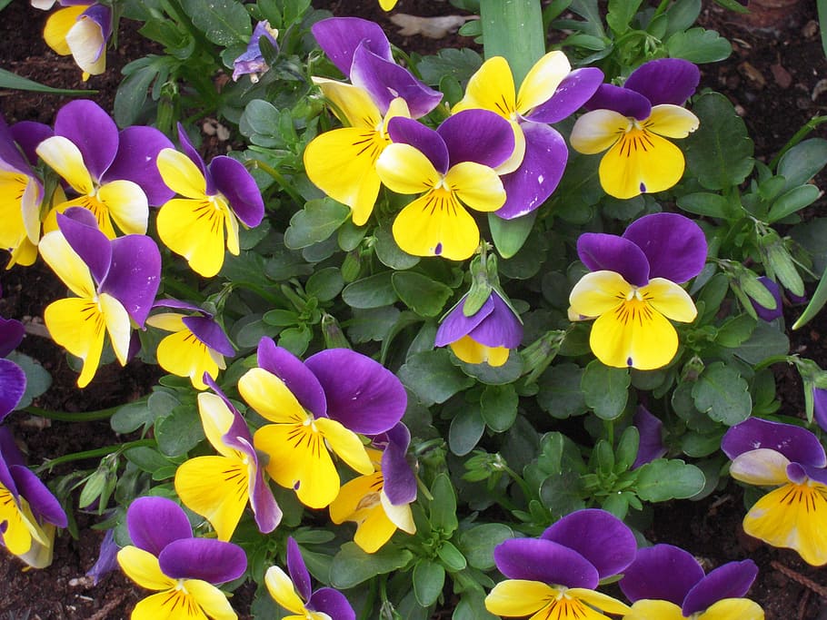 Pansy, Garden, Spring, flower, purple, petal, growth, fragility HD wallpaper