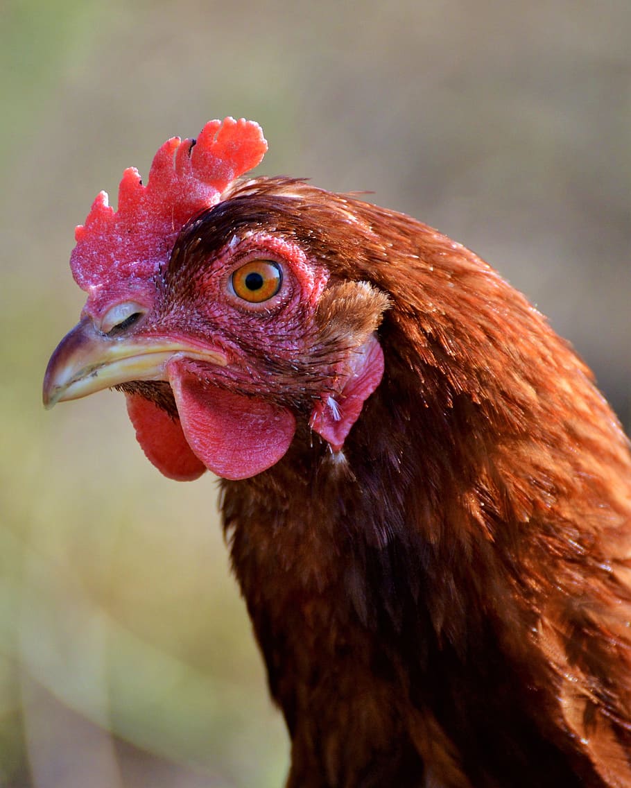 depth photograph of brown rooster, chicken, hen, poultry, range HD wallpaper