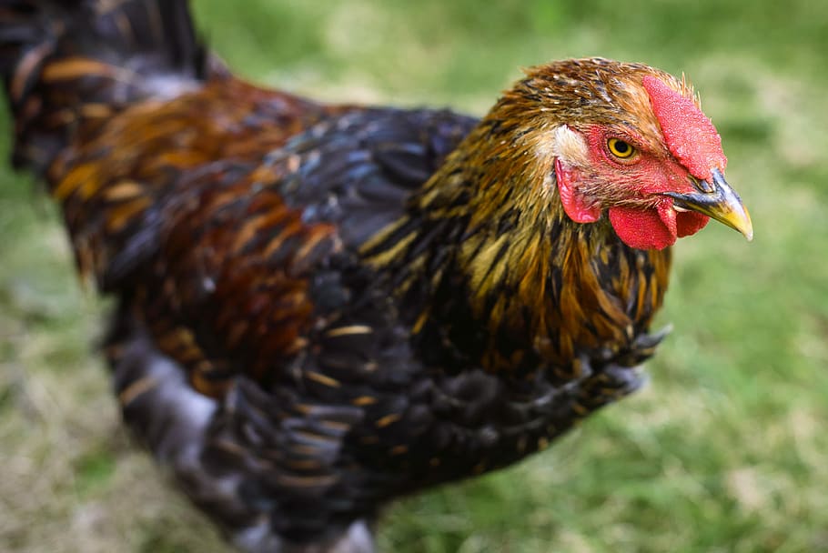 Chicken Struts on the Farm, selective focus of brown and black rooster HD wallpaper
