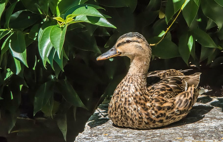 duck, animals, bird, feathers, wild duck, wall, nature, mallard Duck HD wallpaper