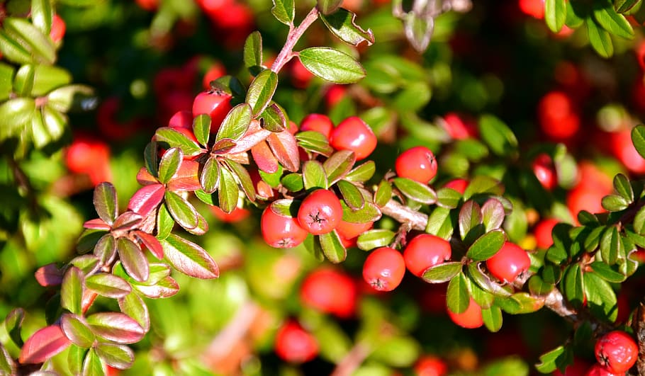 rowan, mountain ash, berries, red, fruits, deciduous tree, plant HD wallpaper