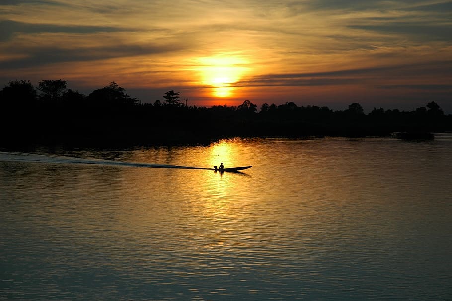 grass, fox, animal, sunset, sky, water, tranquility, beauty in nature HD wallpaper